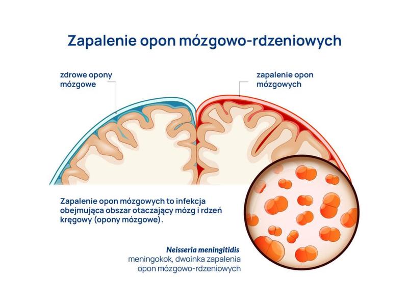 Anatomia opon mózgowych
