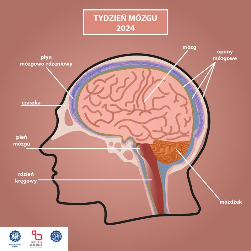 Funkcje opon mózgowych
