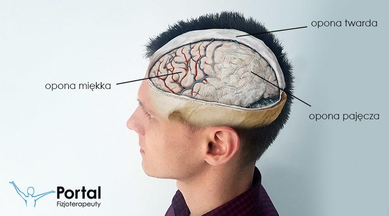 Zaskakująca liczba opon mózgowych – ile ich naprawdę jest?