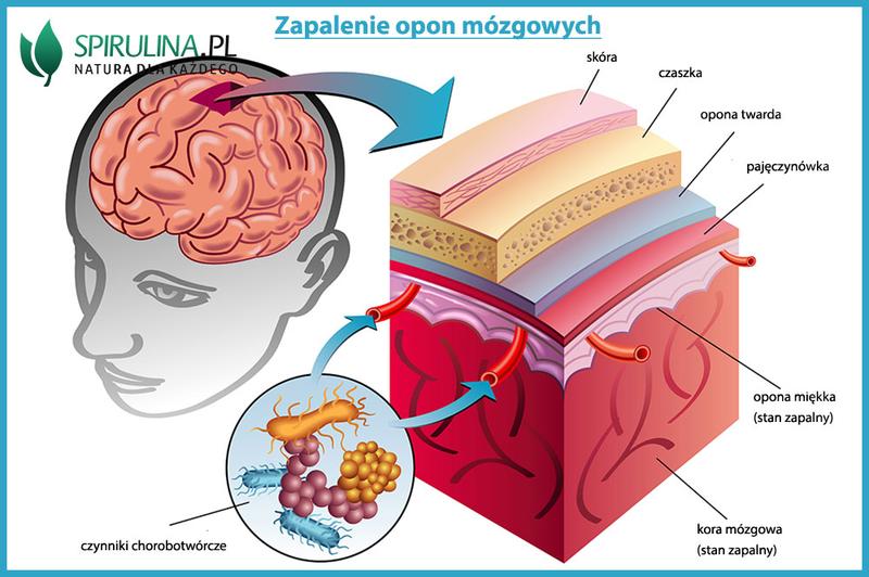 Anatomia opon mózgowych