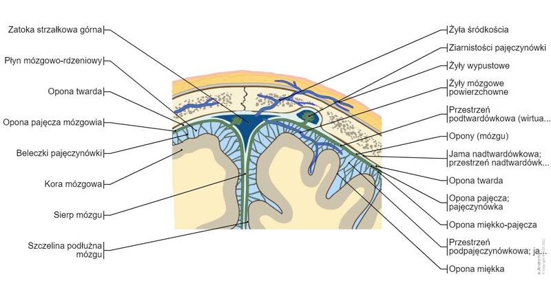 Choroby opon mózgowych objawy i leczenie