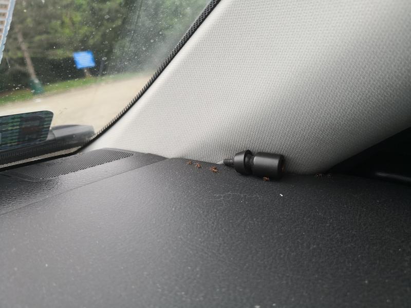 Prewencja pojawiania się mrówek w aucie