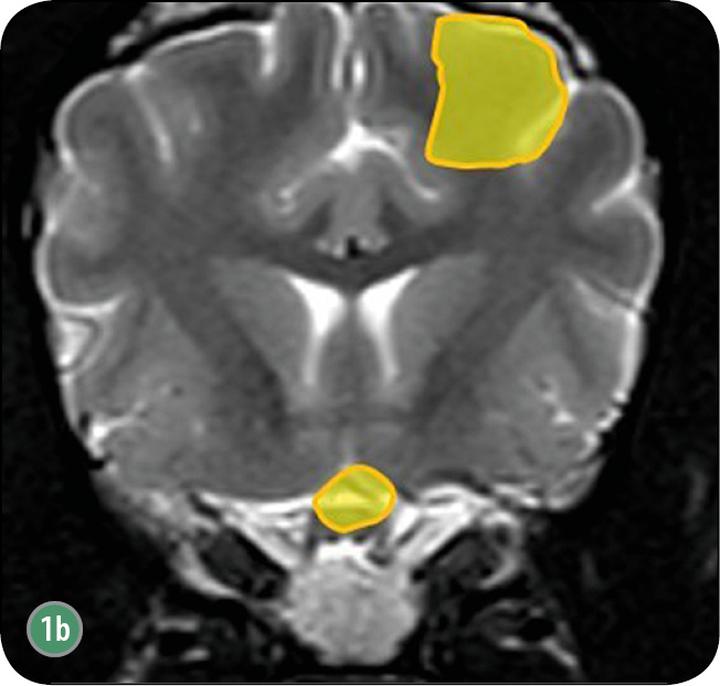 Objawy zapalenia opon mózgowych u psów