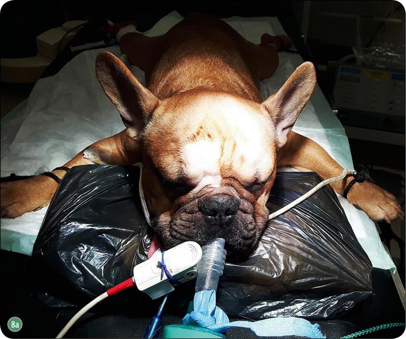 Zapalenie opon mózgowych u psa