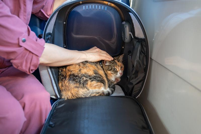 Stres kota podczas podróży